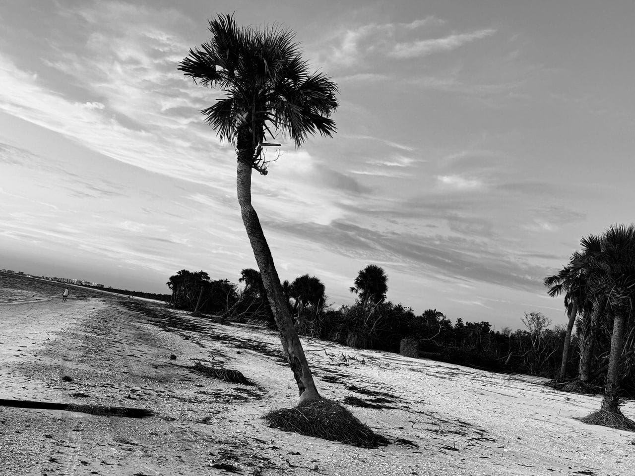 Bent tree caused by Hurricane Milton in Naples, Florida. Captured by Kelly Dowd MBA MA