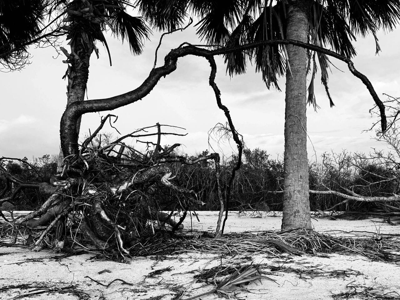 Uprooted trees caused by Hurricane Milton in Naples, FL. Captured by Kelly Dowd