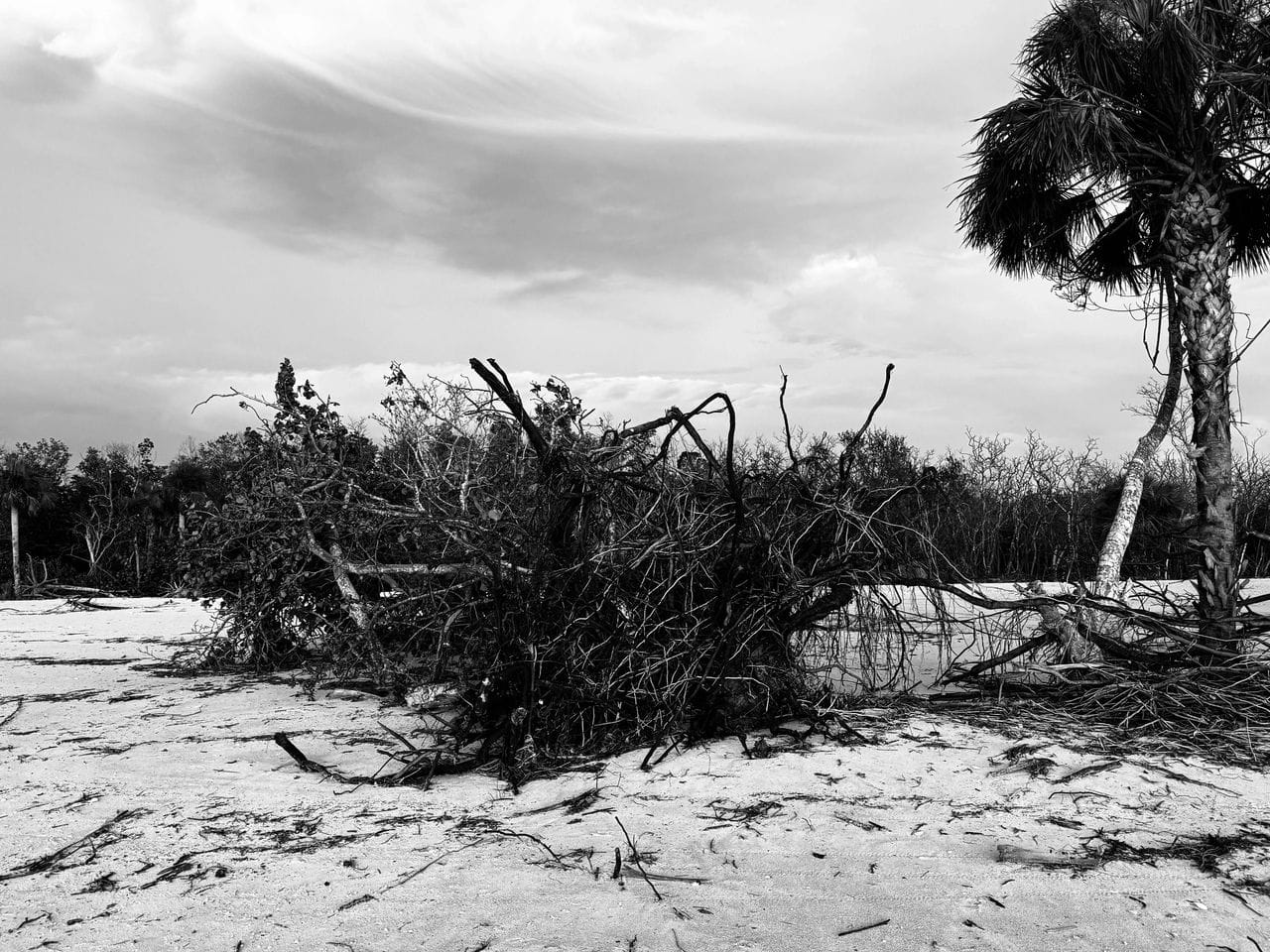 The scattered debris and fallen trees at Vanderbilt Beach, Naples, FL caused by Hurricane Milton. Captured by Kelly Dowd