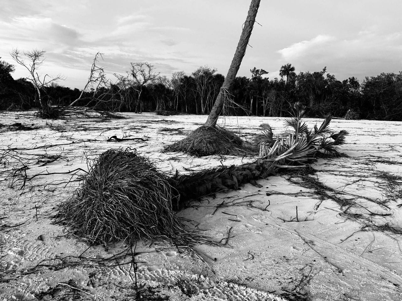 Fallen Tree Strewn in Naples, FL caused by Hurricane Milton in October 2024